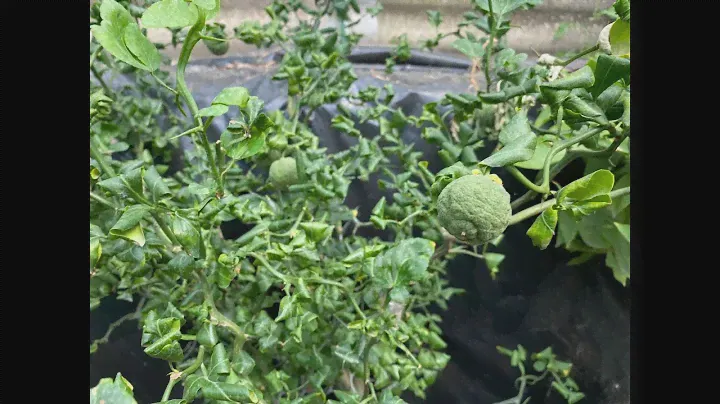 Морозостойкие цитрусы и обзор растений на площадке и теплице 🍊🍋🍊🍋🍋🍊
